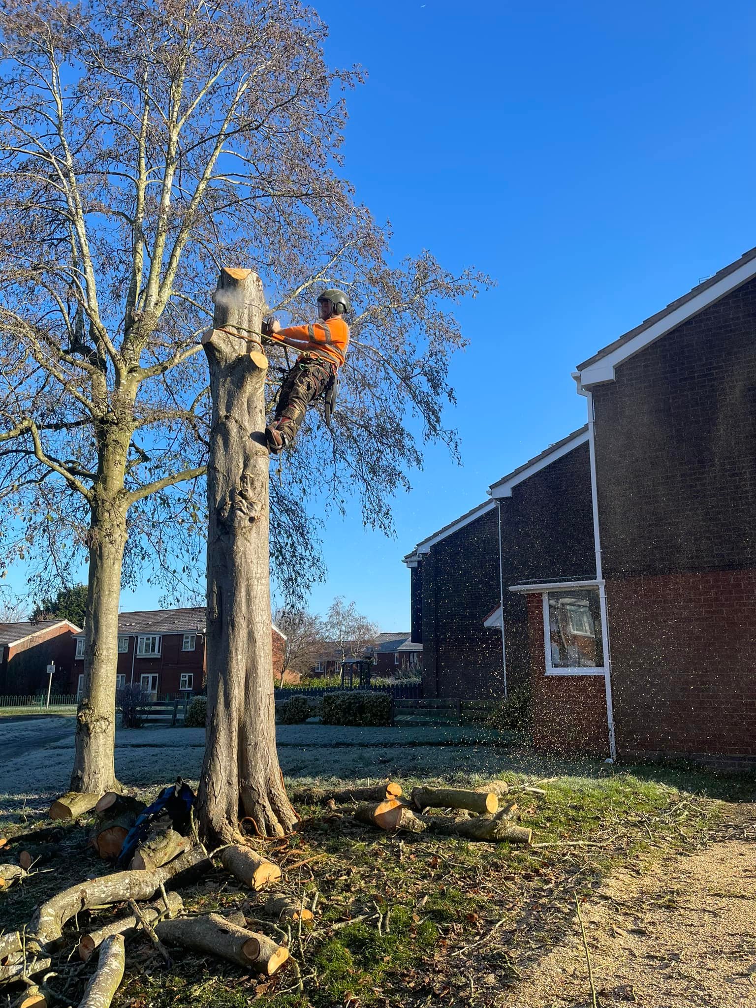 tree removal service
