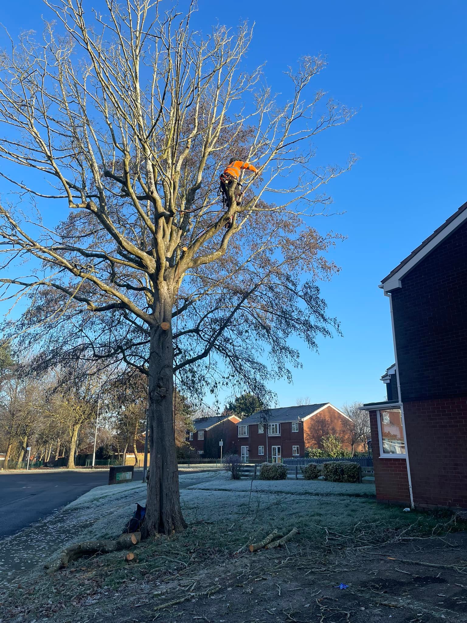 tree being removed
