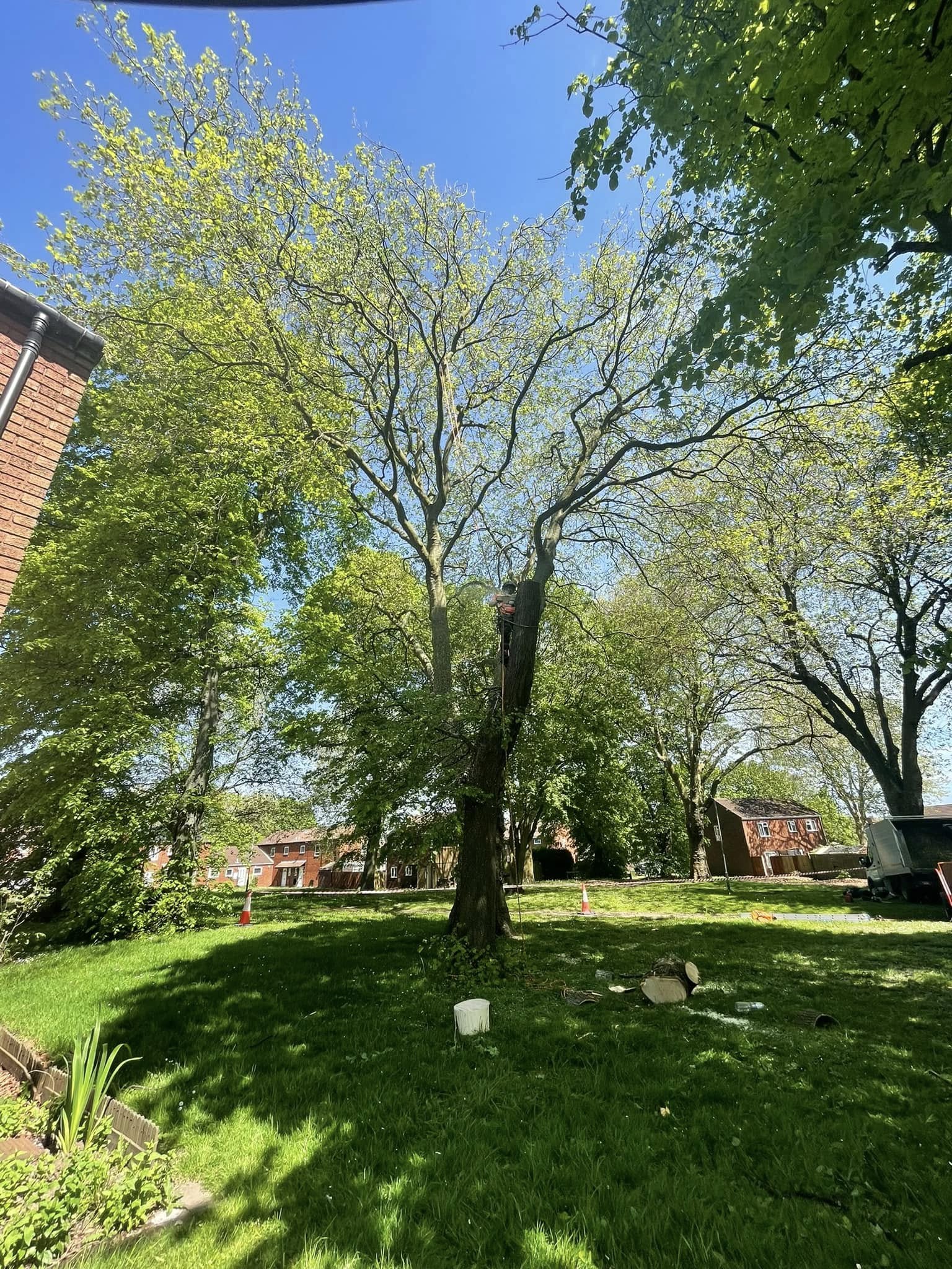 tree maintenance