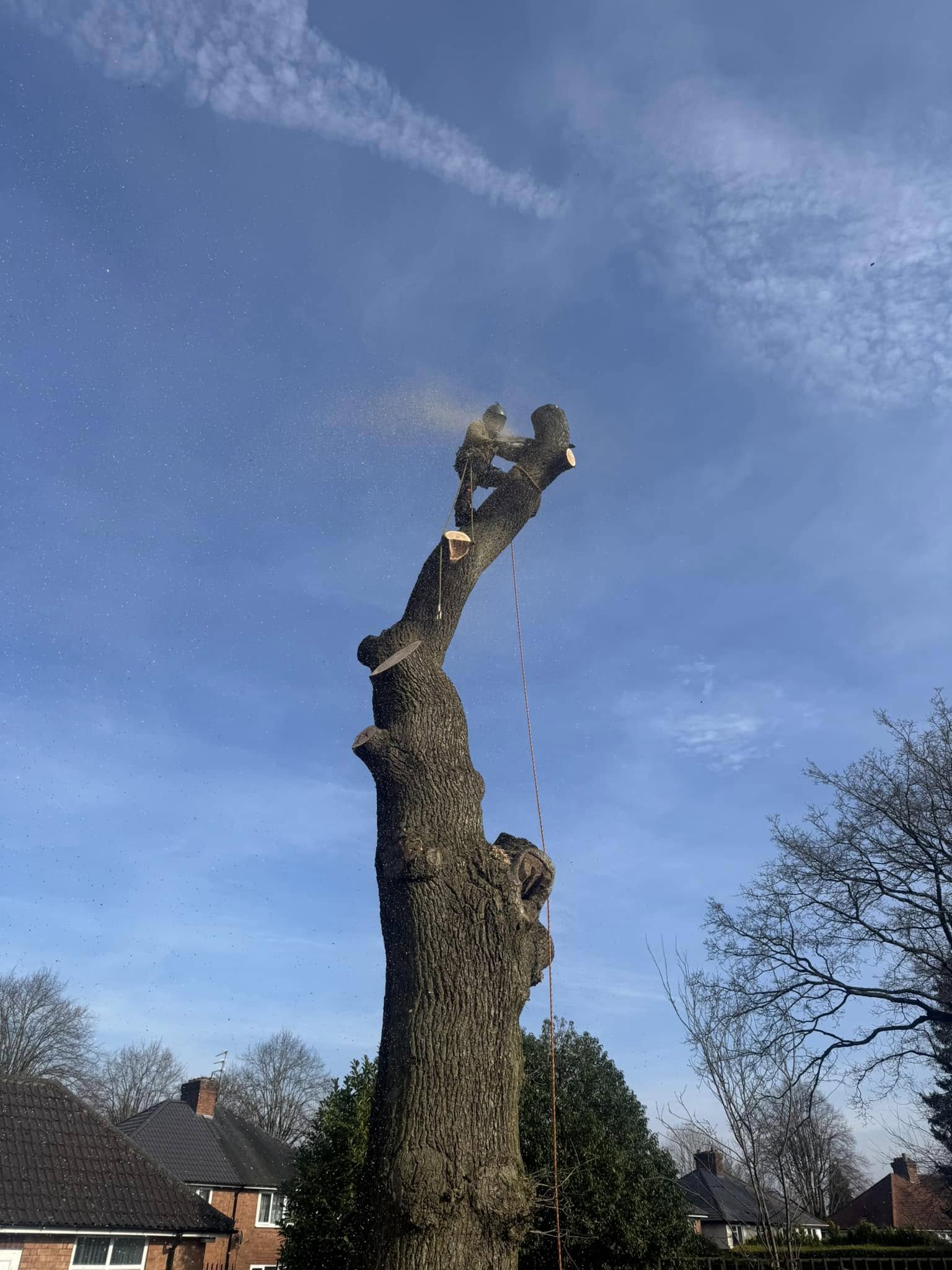 tree surgery service