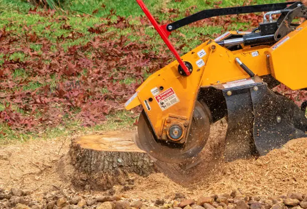 tree stump removal tool